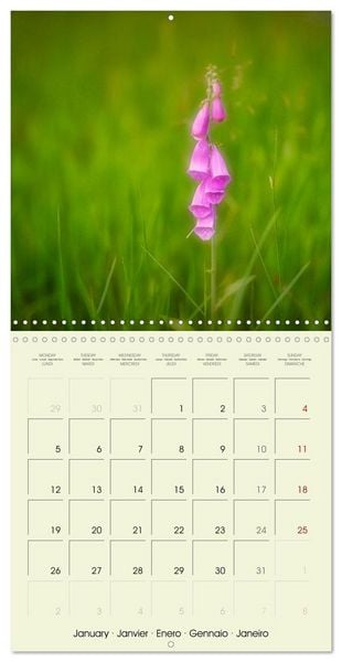 Produktbild: Flowers from dreamland (Wall Calendar 2026 12 &times; 12 Inch) CALVENDO 12 Month Wall Calendar