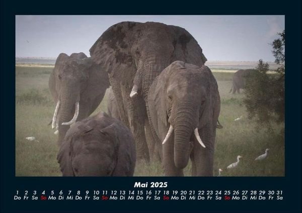 Produktbild: Der Elefantenkalender 2025 Fotokalender DIN A4