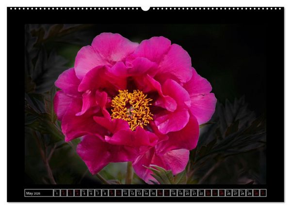 Produktbild: Mysterious plant portraits (High Quality Premium Wall Calendar 2026 DIN A2 landscape),CALVENDO 12 Month Wall Calendar