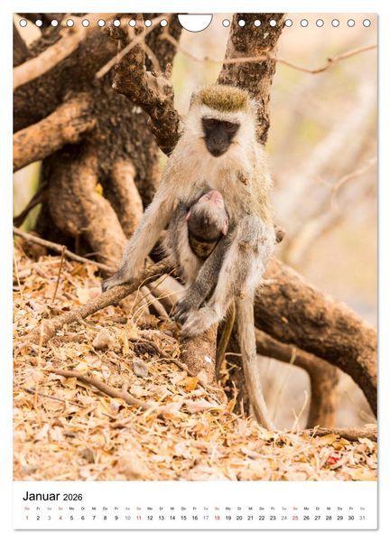 Produktbild: Serengeti Pur - Tansania (Wandkalender 2026 DIN A4 hoch), CALVENDO Monatskalender
