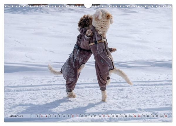 Produktbild: Lagotto Romagnolo Tanzende Tr&uuml;ffelnasen (Wandkalender 2026 DIN A3 quer), CALVENDO Monatskalender