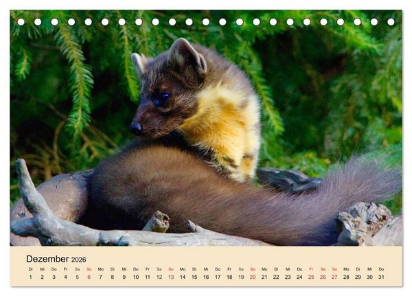 Produktbild: Frettchen und Marder. Frech, witzig, niedlich (Tischkalender 2026 DIN A5 quer), CALVENDO Monatskalender