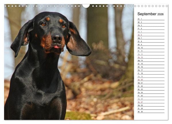 Produktbild: Der Brandlbracken-Terminplaner (Wandkalender 2026 DIN A3 quer), CALVENDO Monatskalender