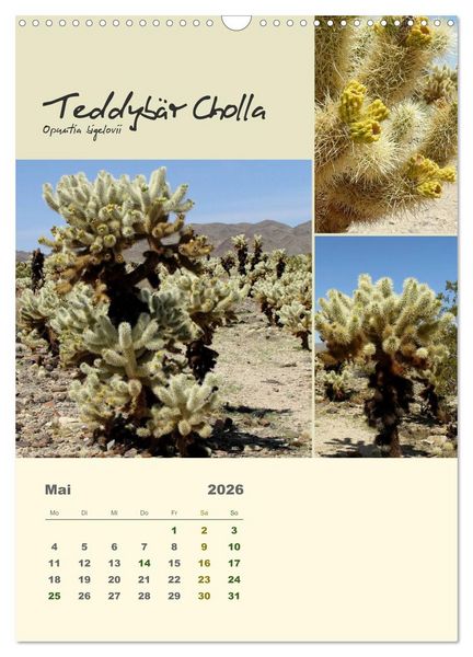 Produktbild: Kakteen der US-S&uuml;dweststaaten (Wandkalender 2026 DIN A3 hoch), CALVENDO Monatskalender