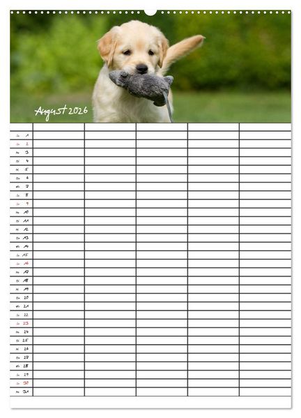 Produktbild: Familienplaner: Golden Retriever Welpen (Wandkalender 2026 DIN A2 hoch), CALVENDO Monatskalender