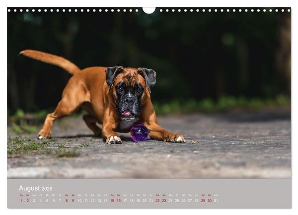 Produktbild: Fantastische Boxer - Sieger der Herzen (Wandkalender 2026 DIN A3 quer), CALVENDO Monatskalender