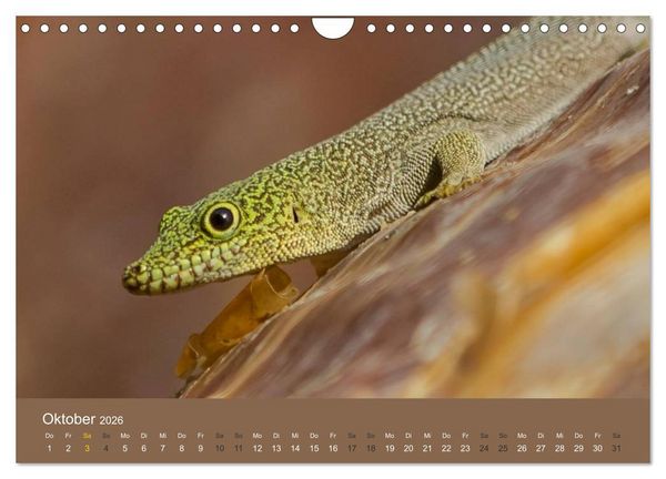 Produktbild: Madagaskars wundersame Tierwelt (Wandkalender 2026 DIN A4 quer), CALVENDO Monatskalender