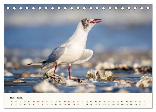 Produktbild: Chuchotements d'ailes - Une ann&eacute;e dans l'intimit&eacute; des oiseaux (Calendrier de bureau 2026 DIN A5 vertical), CALVENDO calendrier mensuel