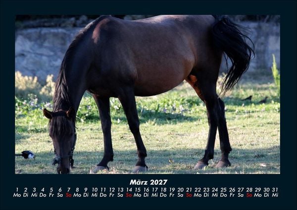 Produktbild: Pferde Kalender 2027 Fotokalender DIN A4