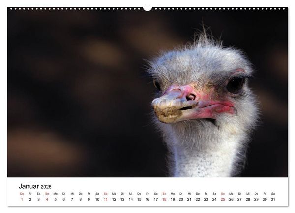 Produktbild: S&uuml;dafrika - Eine beeindruckende Tierwelt (Wandkalender 2026 DIN A2 quer), CALVENDO Monatskalender