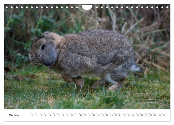 Produktbild: Kaninchen - knuddelige Hausgenossen (Wandkalender 2026 DIN A4 quer), CALVENDO Monatskalender