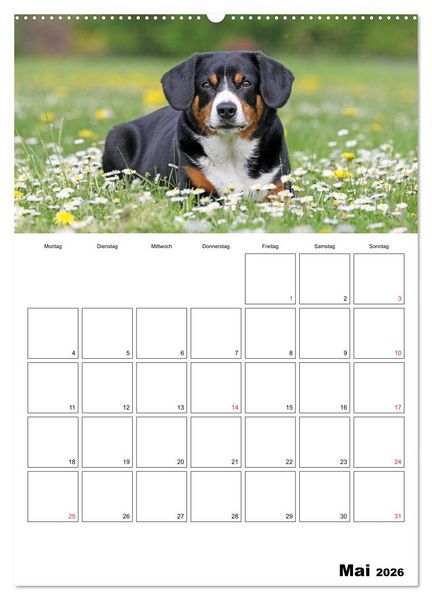 Produktbild: Entlebucher Sennenhunde begleiten Sie durch das Jahr (Wandkalender 2026 DIN A2 hoch), CALVENDO Monatskalender