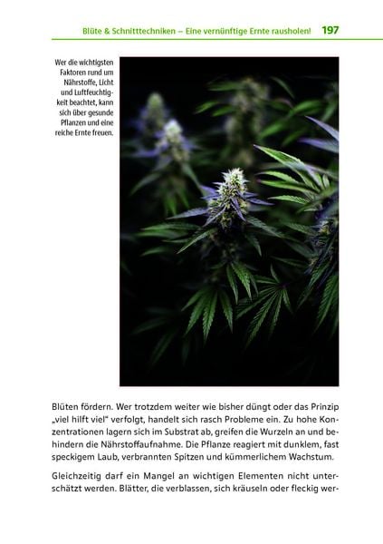 Produktbild: Cannabis zu Hause anbauen f&uuml;r Anf&auml;nger