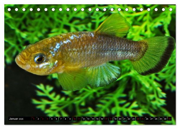 Produktbild: Outdoor-Aquaristik (Tischkalender 2026 DIN A5 quer), CALVENDO Monatskalender