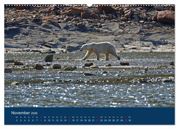 Produktbild: Das Leben der etwas "anderen" Eisb&auml;ren! (Wandkalender 2026 DIN A2 quer), CALVENDO Monatskalender
