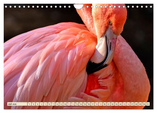 Produktbild: Flamingos - elegante Sch&ouml;nheiten (Wandkalender 2026 DIN A4 quer), CALVENDO Monatskalender