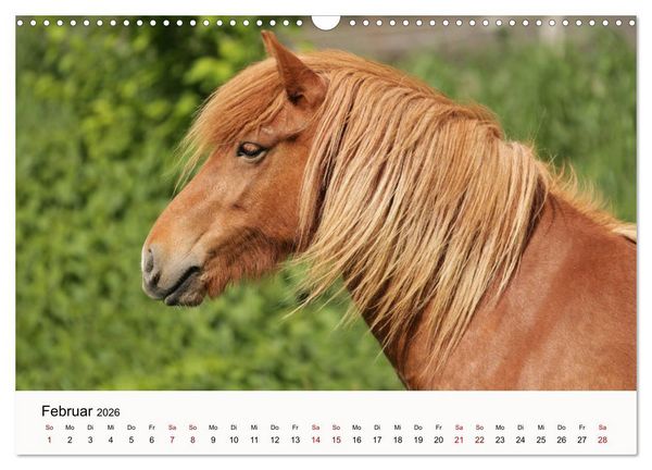 Produktbild: Isl&auml;nder - icelandic horses (Wandkalender 2026 DIN A3 quer), CALVENDO Monatskalender