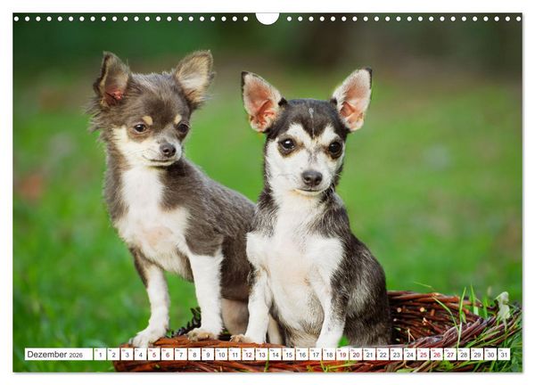 Produktbild: Enegieb&uuml;ndel Chihuahua - Temperament auf vier Pfoten (Wandkalender 2026 DIN A3 quer), CALVENDO Monatskalender