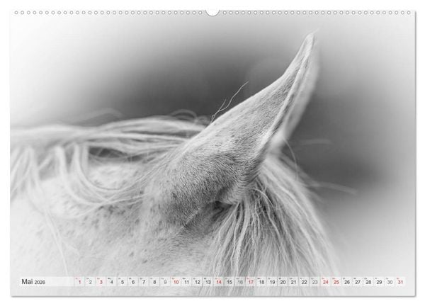 Produktbild: Emotionale Momente: Wei&szlig;e Pferde in schwarzwei&szlig;. (hochwertiger Premium Wandkalender 2026 DIN A2 quer), Kunstdruck in Hochglanz