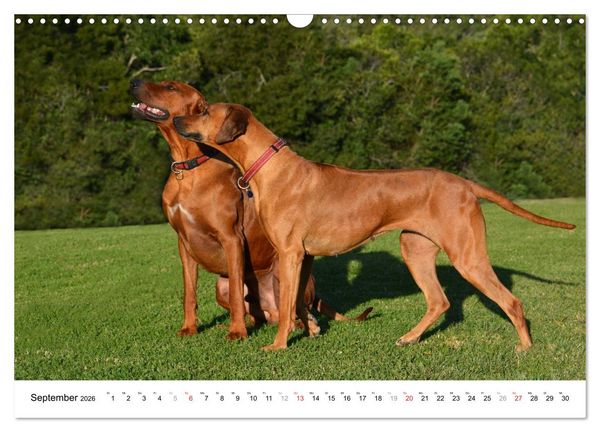 Produktbild: Rhodesian Ridgebacks (Wandkalender 2026 DIN A3 quer), CALVENDO Monatskalender
