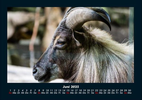 Produktbild: Der Tierkalender 2025 Fotokalender DIN A4