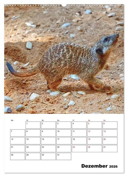 Produktbild: Niedliche Erdm&auml;nnchen (Wandkalender 2026 DIN A2 hoch), CALVENDO Monatskalender