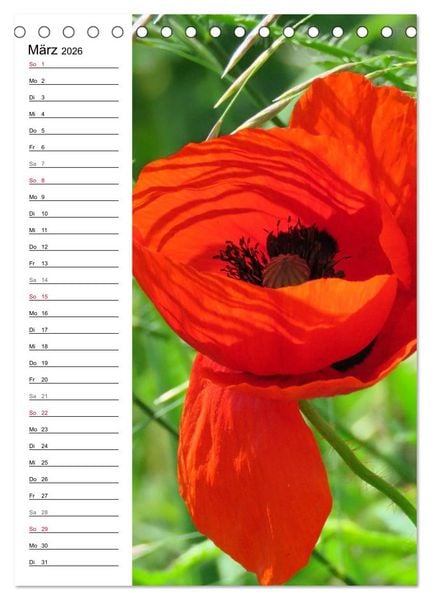 Produktbild: Mohn, zarte Bl&uuml;ten, starke Farben, der Geburtstagskalender (Tischkalender 2026 DIN A5 hoch), CALVENDO Monatskalender