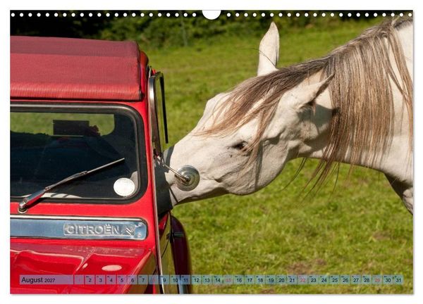 Produktbild: Lustiger Schimmel - ein Pferd mit Humor (Wandkalender 2027 DIN A3 quer), CALVENDO Monatskalender
