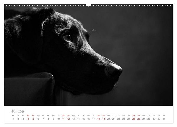 Produktbild: Hundeportraits Fine Art (Wandkalender 2026 DIN A2 quer), CALVENDO Monatskalender