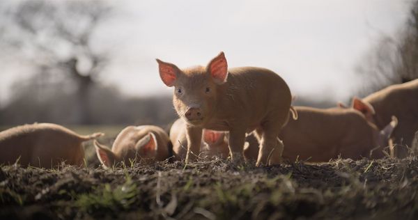 Produktbild: WILDES LAND - Die R&uuml;ckehr der Natur
