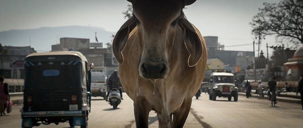 Produktbild: The End of Meat - Eine Welt ohne Fleisch + Bonus: Kurzdoku 'A Future Imperative' (ca. 30 Min; deutsche und englische Untertitel)