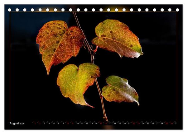 Produktbild: Blattkunstwerke (Tischkalender 2026 DIN A5 quer), CALVENDO Monatskalender