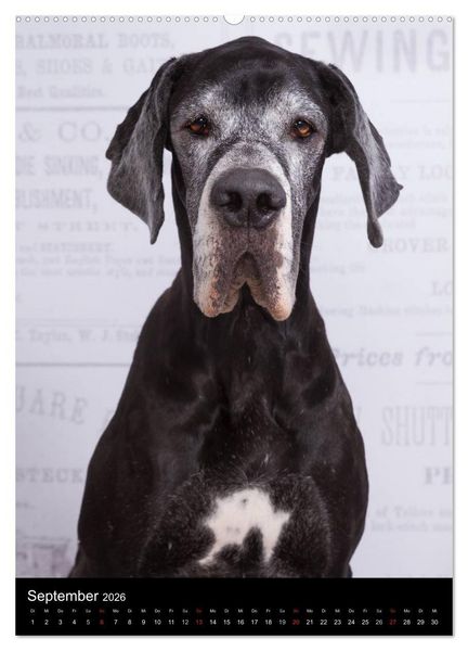 Produktbild: Faszination Deutsche Dogge (Wandkalender 2026 DIN A2 hoch), CALVENDO Monatskalender