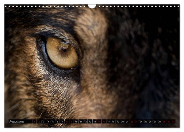 Produktbild: Wolves, Wild Spirits (Wall Calendar 2026 DIN A3 landscape), CALVENDO 12 Month Wall Calendar