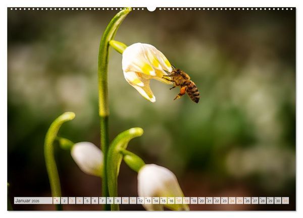 Produktbild: Bienen und Hummeln in Aktion (hochwertiger Premium Wandkalender 2026 DIN A2 quer), Kunstdruck in Hochglanz