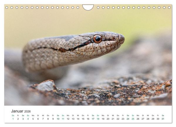 Produktbild: Schlangen - Portraits europ&auml;ischer Arten (Wandkalender 2026 DIN A4 quer), CALVENDO Monatskalender