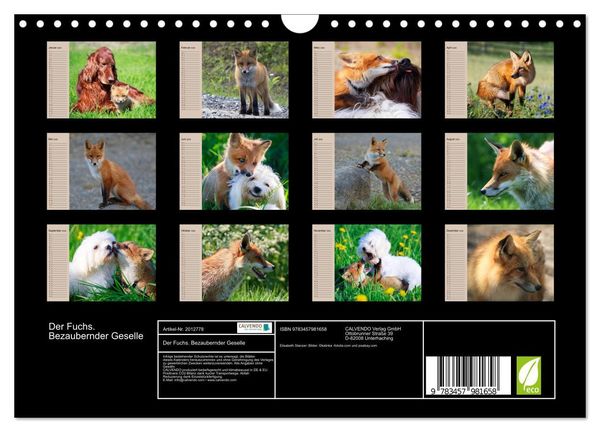 Produktbild: Der Fuchs. Bezaubernder Geselle (Wandkalender 2026 DIN A4 quer), CALVENDO Monatskalender