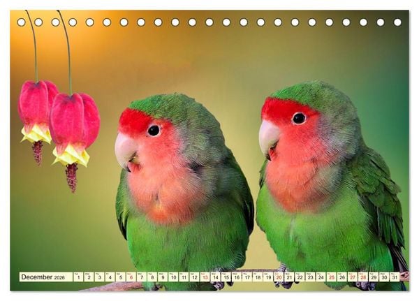 Produktbild: Africa's diverse birdlife (Desk Calendar 2026 DIN A5 landscape), CALVENDO 12 Month DeskCalendar