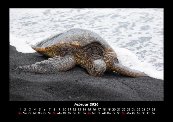 Produktbild: Schildkr&ouml;tenzauber 2026 Fotokalender DIN A3