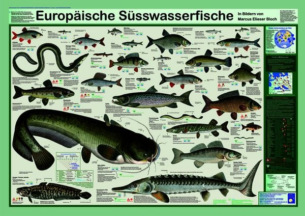 Produktbild: Europ&auml;ische S&uuml;sswasserfische