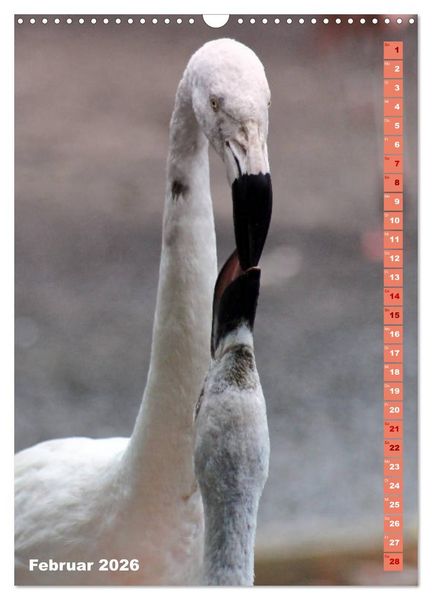 Produktbild: Rosarote Flamingo (Wandkalender 2026 DIN A3 hoch), CALVENDO Monatskalender