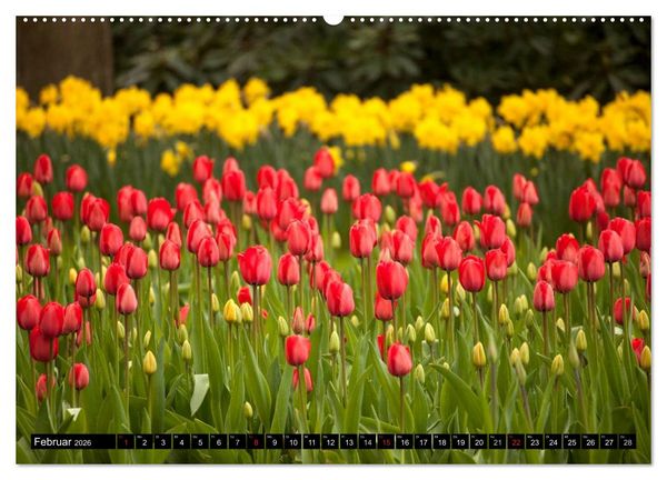 Produktbild: Tulpen (Wandkalender 2026 DIN A2 quer), CALVENDO Monatskalender