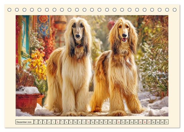 Produktbild: Afghanischer Windhund. Eleganter Sichtj&auml;ger und sensibler Couch-Potatoe (Tischkalender 2026 DIN A5 quer), CALVENDO Monatskalender