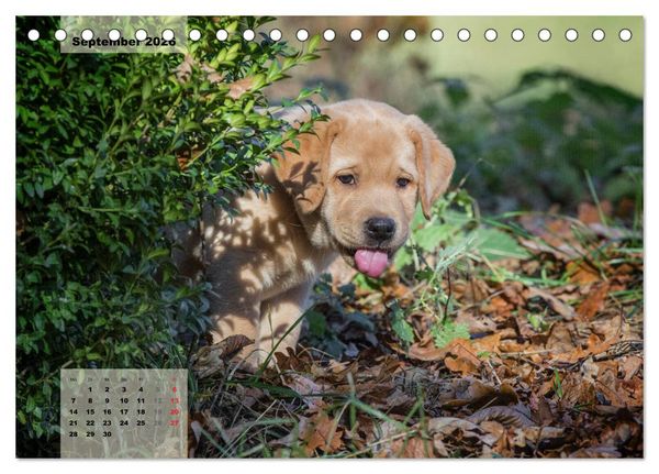 Produktbild: Welpenspa&szlig; (Tischkalender 2026 DIN A5 quer), CALVENDO Monatskalender