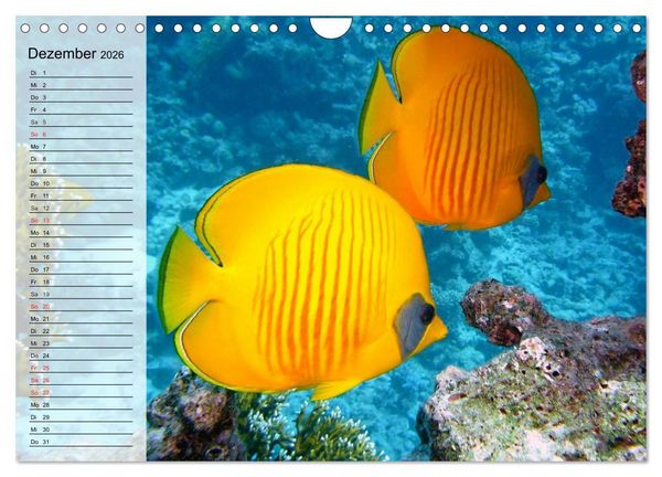 Produktbild: Paradiese im ewigen Blau. Die bunte Unterwasserwelt (Wandkalender 2026 DIN A4 quer), CALVENDO Monatskalender