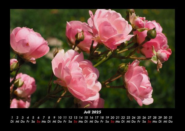 Produktbild: Rosen-Kalender 2025 Fotokalender DIN A3