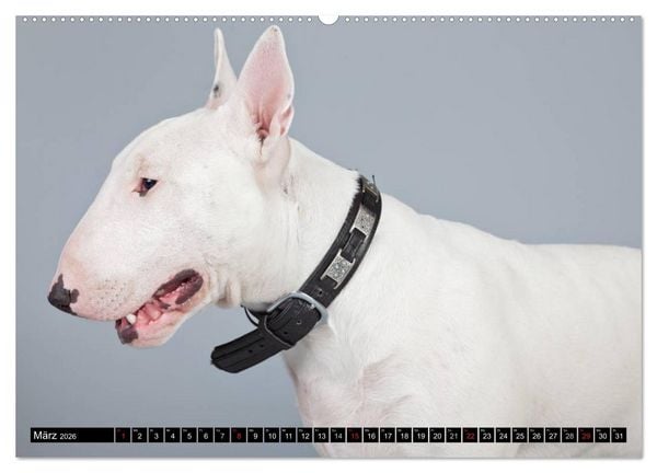 Produktbild: Pit Bull und Co. - Geliebt, gef&uuml;rchtet, missverstanden (Wandkalender 2026 DIN A2 quer), CALVENDO Monatskalender