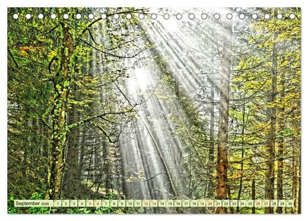 Produktbild: Verwunschene Waldtr&auml;ume: Ein Kalender voller Magie (Tischkalender 2026 DIN A5 quer), CALVENDO Monatskalender