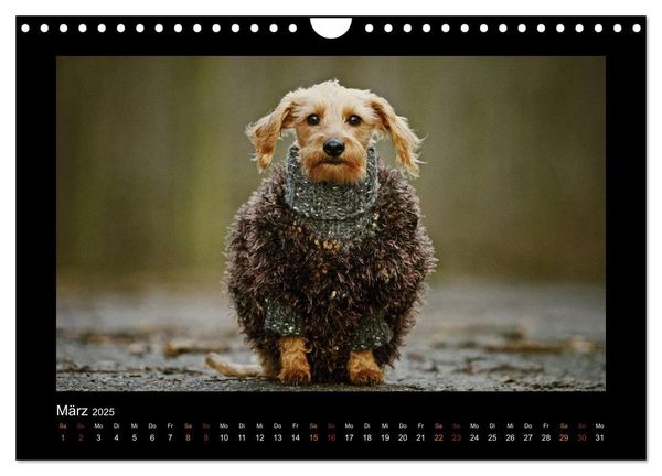 Produktbild: Neues von Elli Pirelli, dem fr&ouml;hlichen Pinscherdackelm&auml;del (Wandkalender 2025 DIN A4 quer), CALVENDO Monatskalender