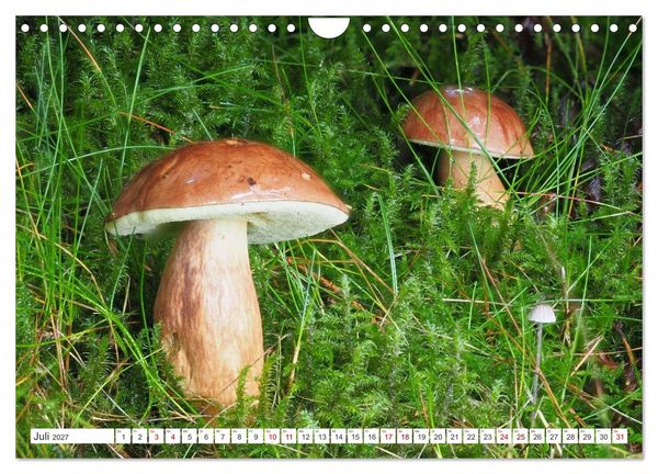 Produktbild: Pilze finden - das ganze Jahr! (Wandkalender 2027 DIN A4 quer), CALVENDO Monatskalender
